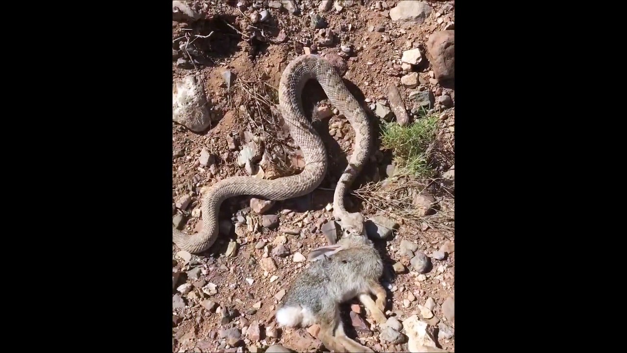 Il filme un serpent qui embarque un gros lapin... Affamé le reptile