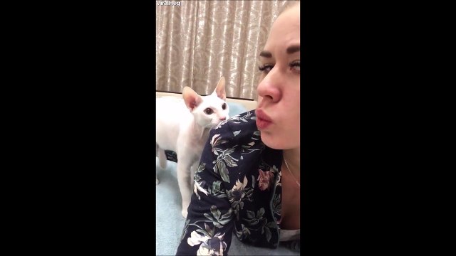 Quand ton chat te met une grande claque dans la tronche