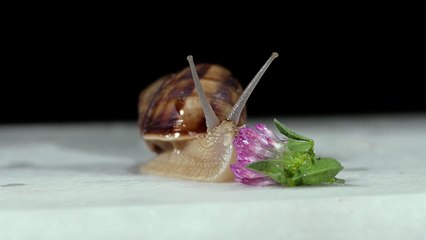 Snail Wild Nature Animal Wildlife Spiral