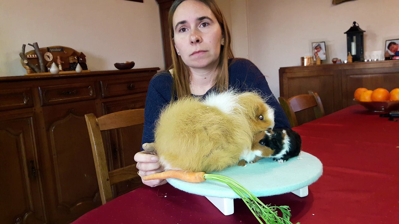 Vanessa Daumerie, éleveuse de cochon d'Inde, interdite de pub pour vendre ses animaux