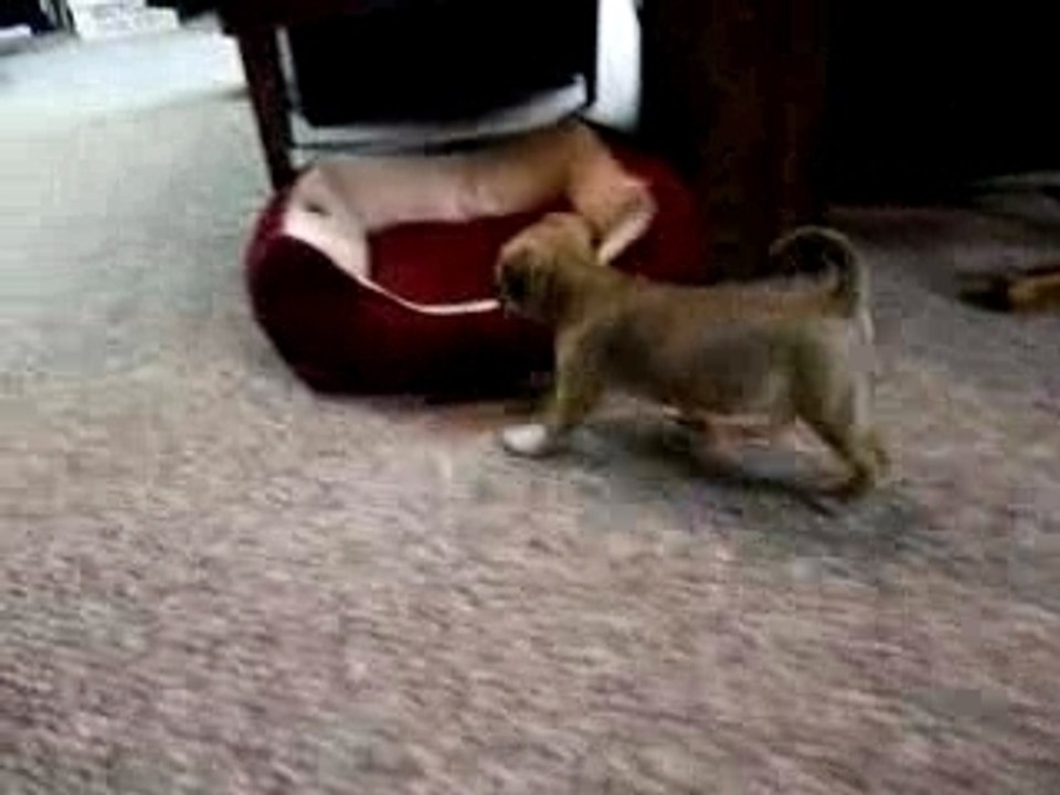 Boots The Jug In The Basement