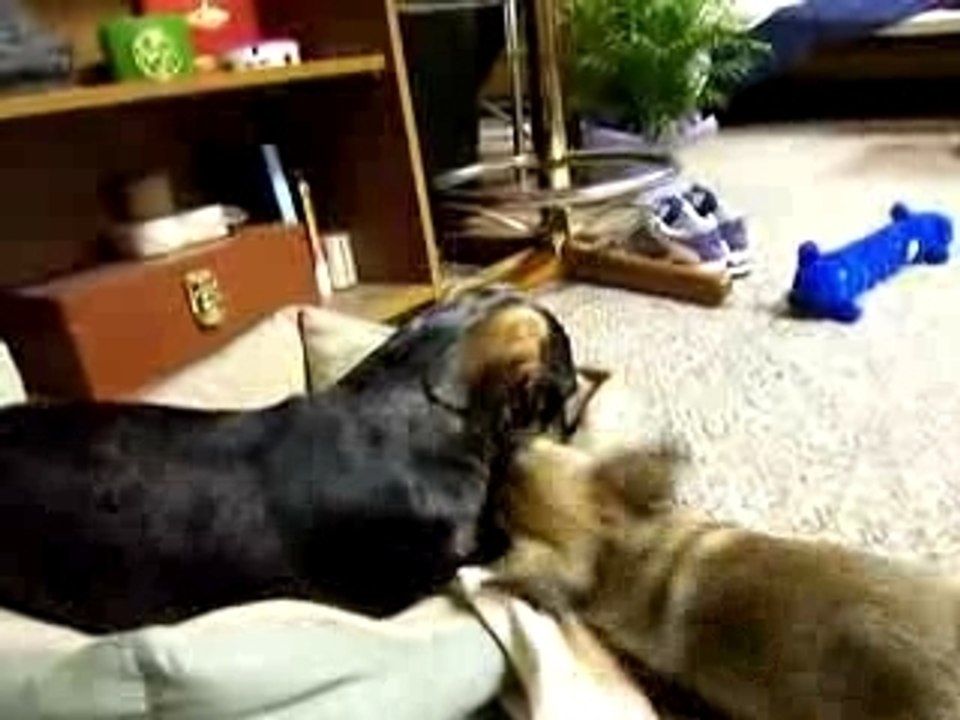 Lucie & Boots Sparring