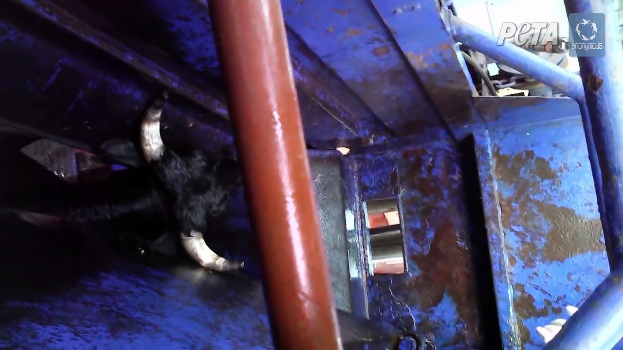 Horrible crueldad filmada en mataderos Kosher WTF