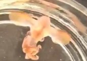 Baby Dumbo Octopus Caught on Camera for the  First Time