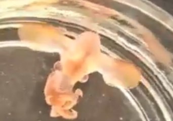 Baby Dumbo Octopus Caught on Camera for the  First Time