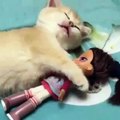Phòng khám đa khoa Đại Đông - Cute cats compilation 2018