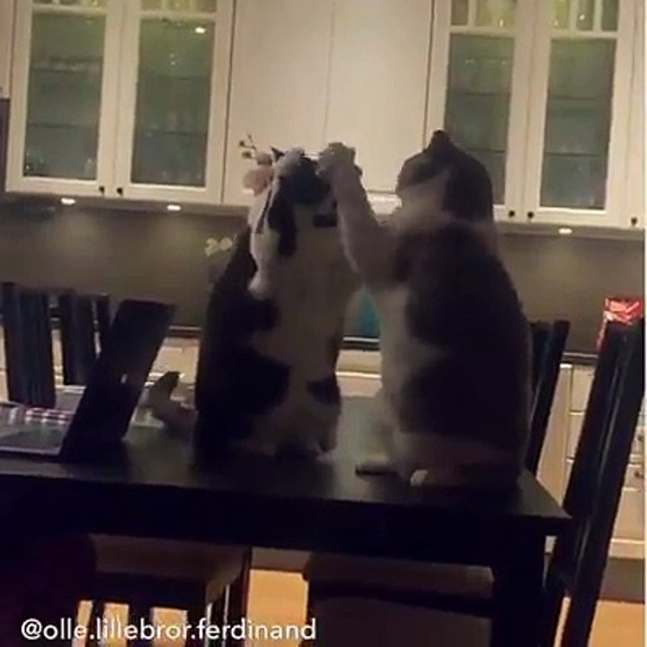 Sao mấy con mèo nó rãnh quá dạ =)))