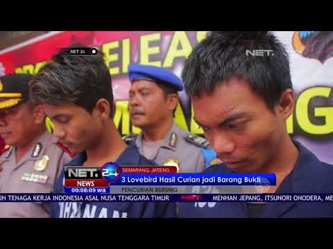 3 Pelaku Pencurian Burung Terciduk Saat Diperiksa Petugas - NET24