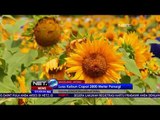 Hitsnya Kecantikan Bunga Matahari Taman Dewari - NET5