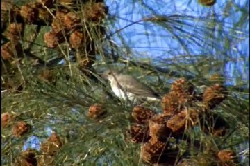 Animal Planet - Wild Australia (Deserts and Wetlands)