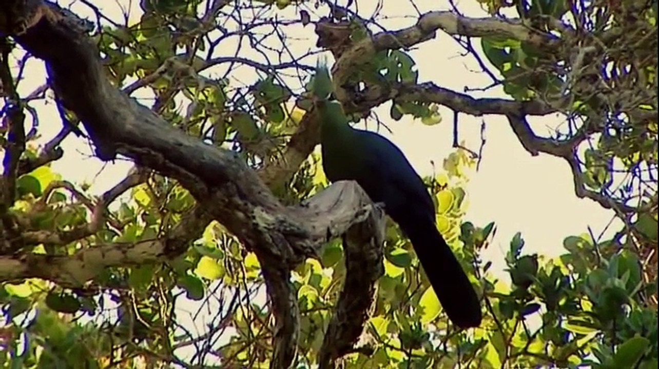 Animal Planet - Wild Africa (Kosi Bay - Where even the greatest predators struggle for survival)