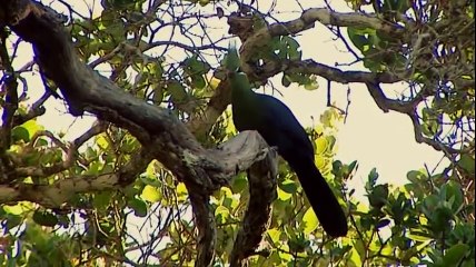 Animal Planet - Wild Africa (Kosi Bay - Where even the greatest predators struggle for survival)