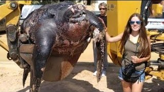GIANT Turtle Found On The Spanish Beach