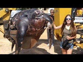 GIANT Turtle Found On The Spanish Beach