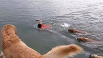 Swimming With Golden Retrievers || ViralHog