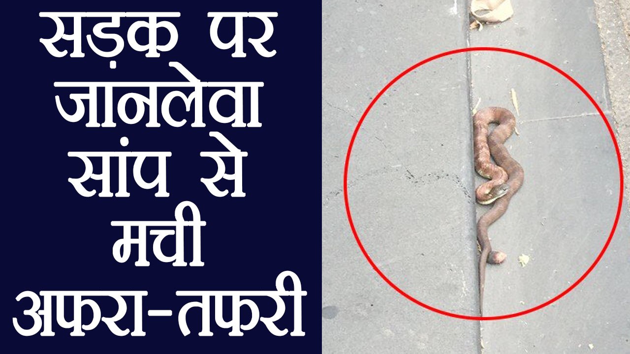Melbourne की सड़क पर दिखा Tiger Snake, Police ने traffic रोक किया rescue ।  वनइंडिया हिंदी