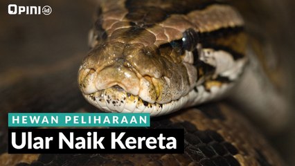 #1MENIT | Ular Naik Kereta