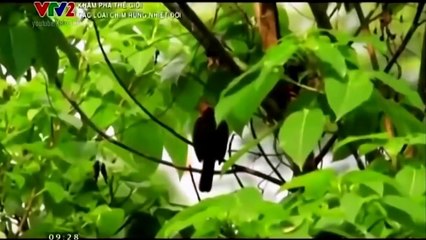 Các loài chim rừng nhiệt đới - Thiên nhiên hoang dã full HD Thuyết minh