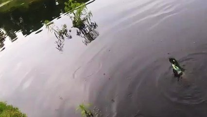 Un crocodile qui va voler la prise d'un pêcheur