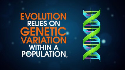 Understanding Evolution: How Species Change Over Time 🧬
