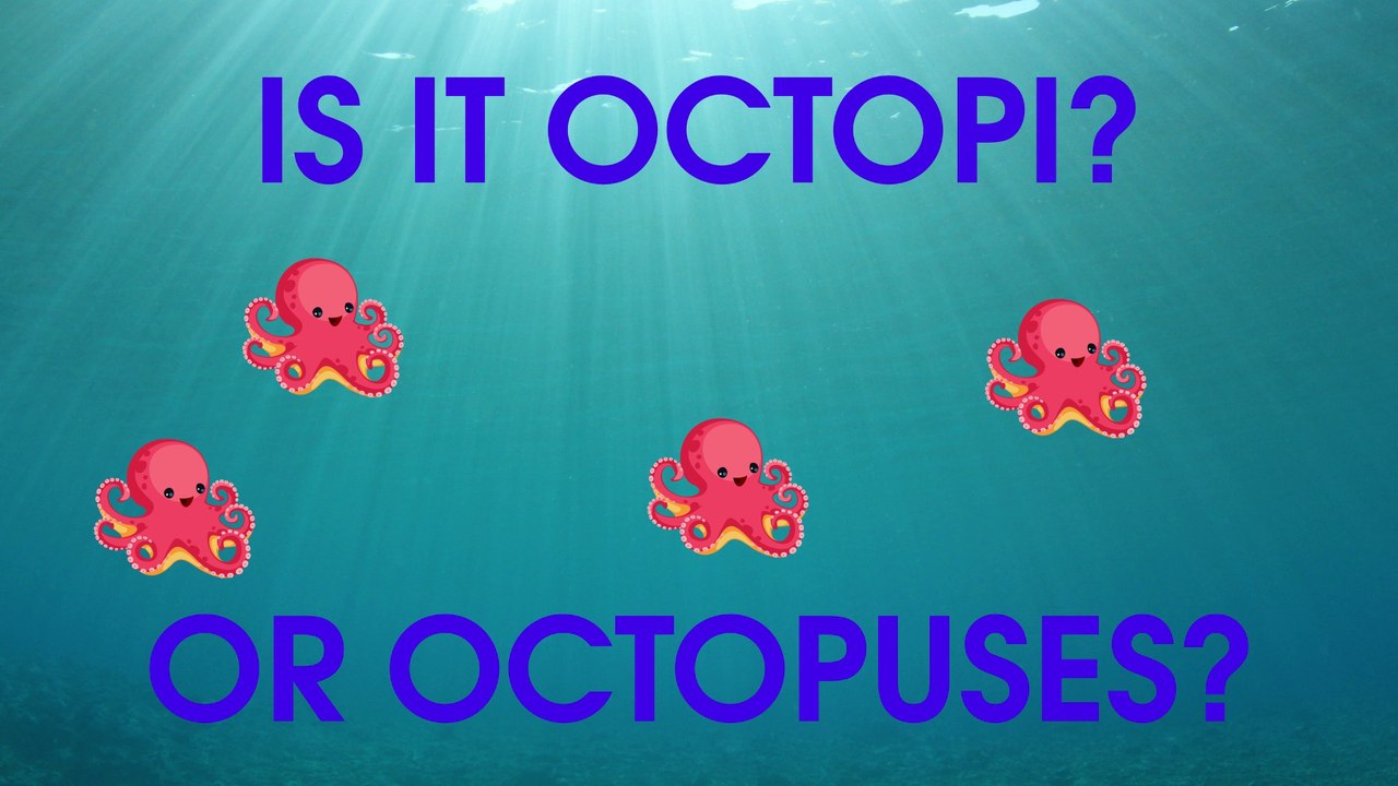 Is It Octopuses or Octopi?