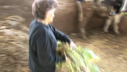 Boğasını satıp Mehmetçik Vakfı'na bağışladı