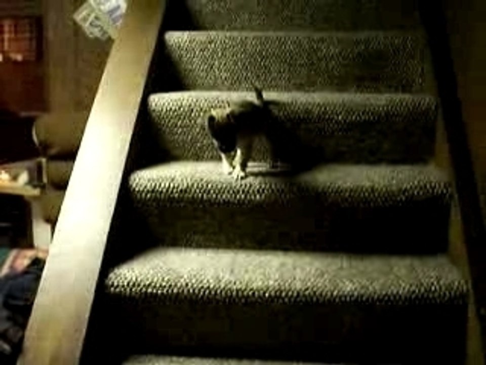 Boots Taking The Stairs
