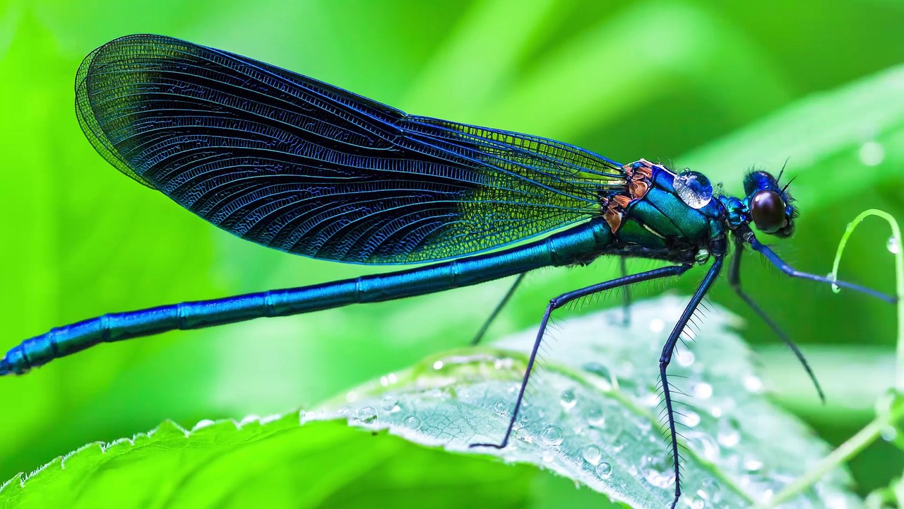 Colossal Creatures