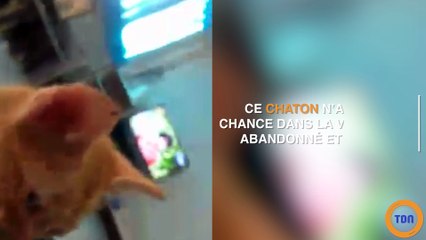 Un chaton abandonné devient méconnaissable