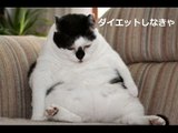 「可愛い猫」超おもしろ筋トレ猫・ダイエットするデブ猫たち