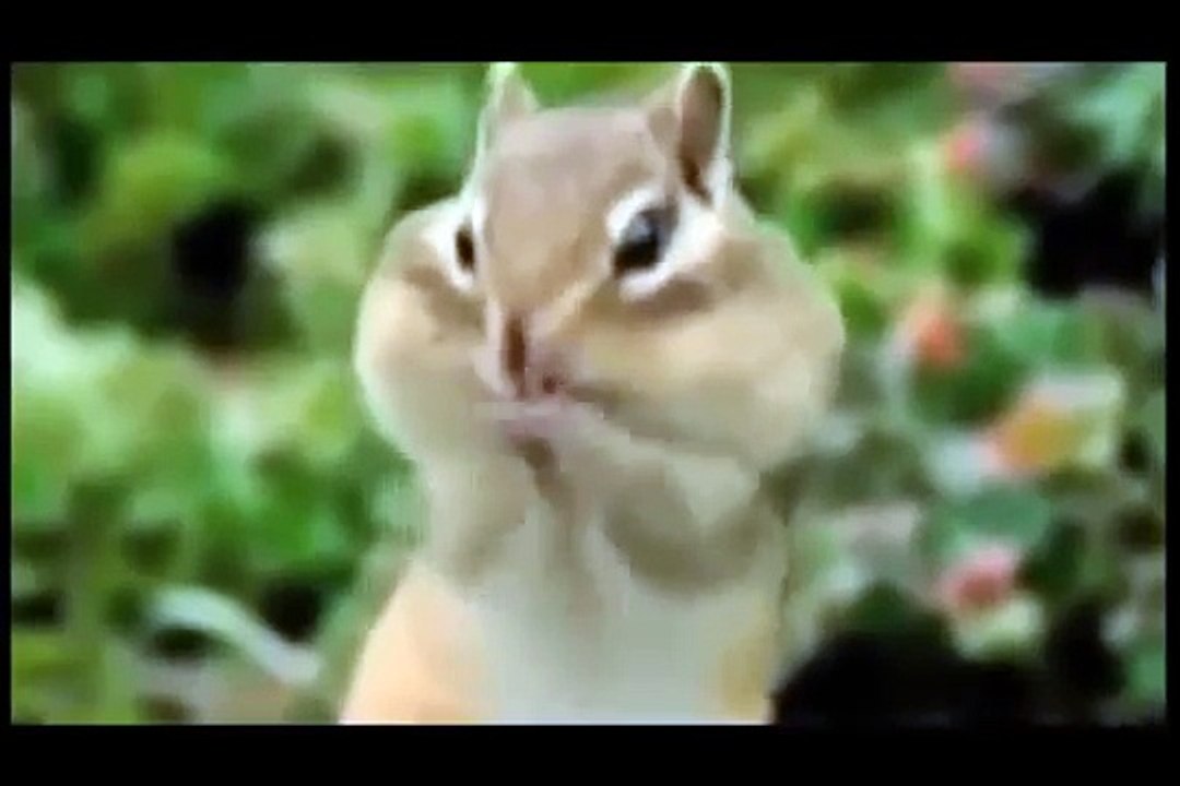 Funny_video_pets_and_wild_animals_compilation___YouTube___kids_at_the_zoo_compil
