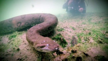 L'anaconda : Le Mois des Monstres