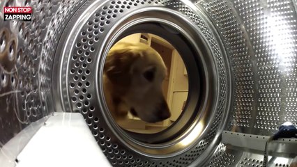 Un chien sauve sa peluche coincée dans une machine à laver (Vidéo)