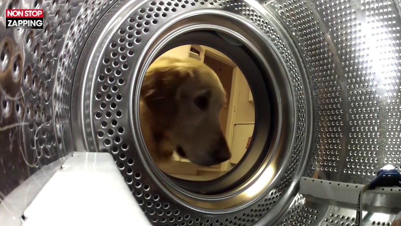 Un chien sauve sa peluche coincée dans une machine à laver (Vidéo)