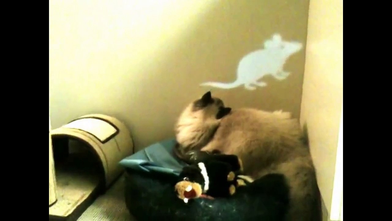 You_will_don_t_believe_that_small_rat_fights_with_cat___Cat_vs_Rat