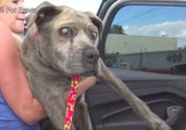 12-Year-Old Homeless, Blind Pit Bull Rescued From Los Angeles Junk Yard