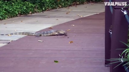 Monitor Lizard Eating BIRD