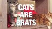 So Many Reasons Why Cats Are Brats