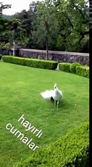 Tavuz kuşu cuma mesaji