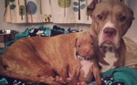Pit Bull Dog Mom Brings Puppies To Foster Mom PUPPY ADOPTION UPDATE - The Dodo - YouTube