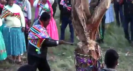 Festivalde Üzerine Ağaç Devrilen Adam Öldü, Eğlence Durmadan Devam Etti