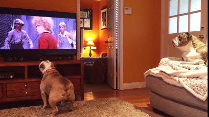 Bulldogs Have Amazing Reaction To Distressed Canine On TV
