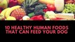 Healthy Human Foods That Can Feed Your Dog