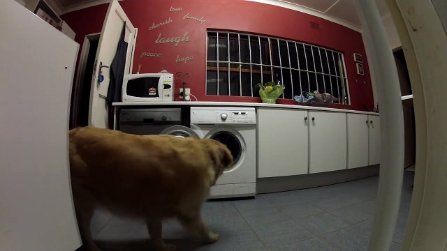 Un chien sauve sa peluche prise en piège dans la machine à laver