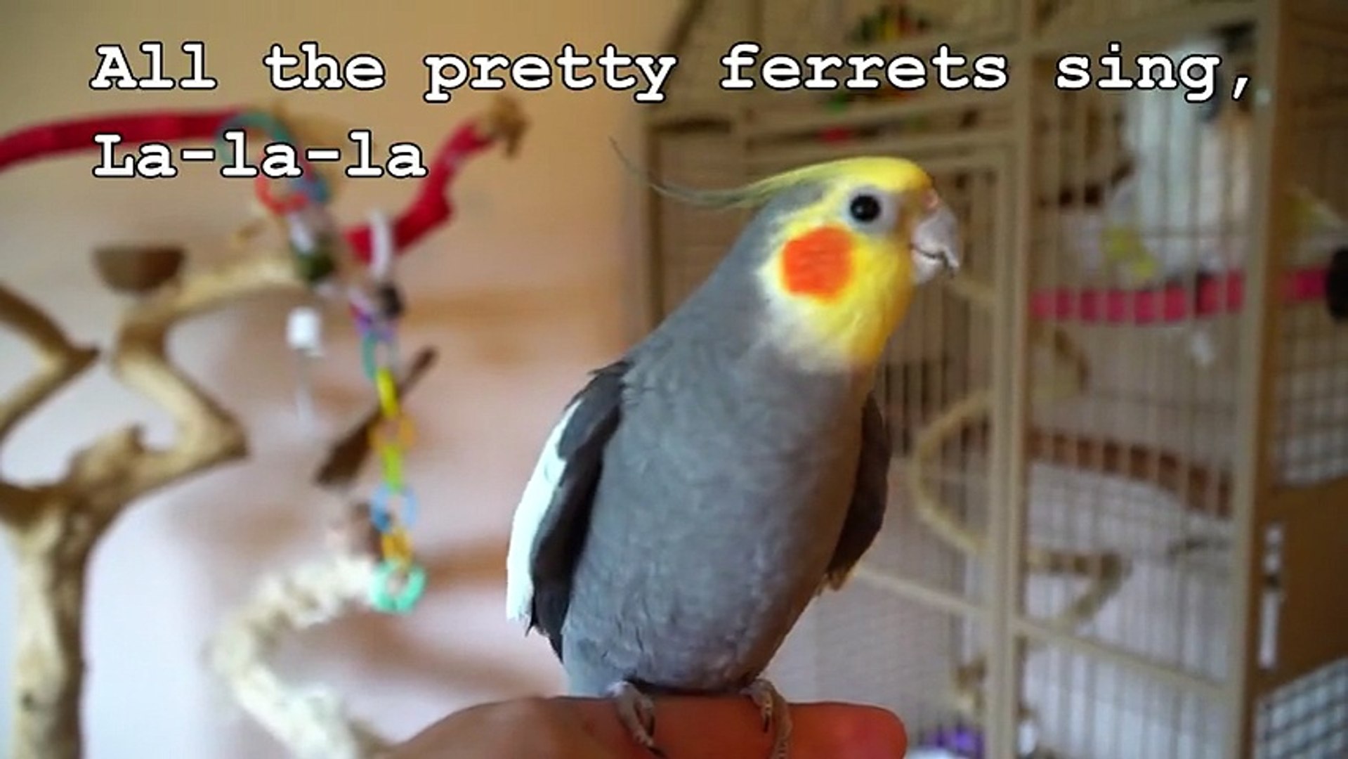 Listen To What This Brilliant Talking Cockatiel Has To Say Video Dailymotion
