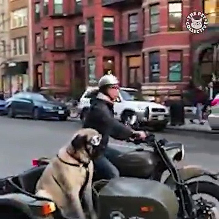 Here are the best pets of the week! 