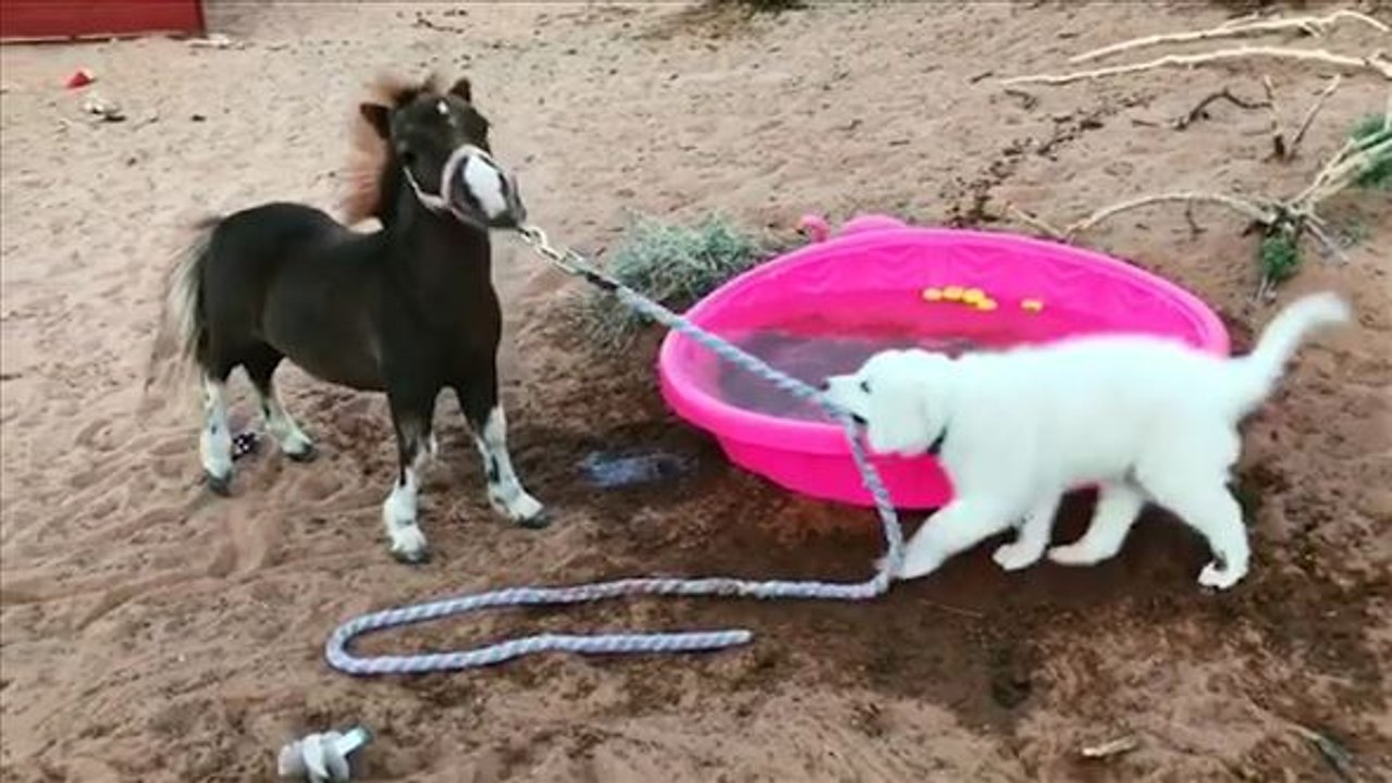 Tierisches tauziehen: pony chloe gegen welpe caliber