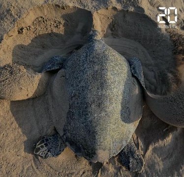 Animaux: Les plus belles images de la semaine