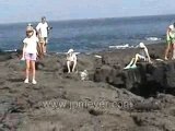 Galapagos Islands travel: Lava sea shore. Fur seals.