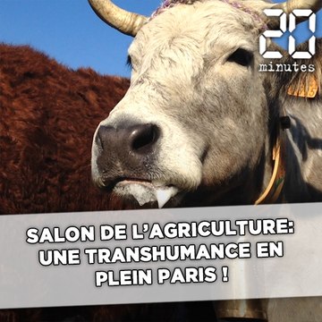 Salon de l'agriculture: Une transhumance en plein cœur de Paris !